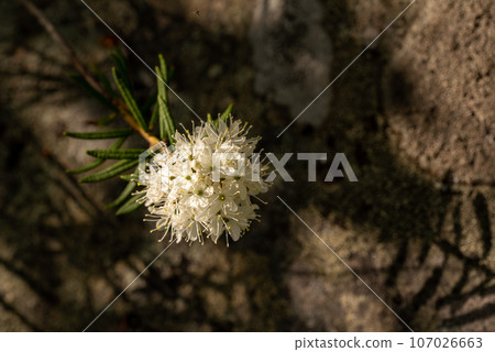 Labrador tea white flowers in the green spring forest Labrador tea white flowers in the green spring forest 107026663