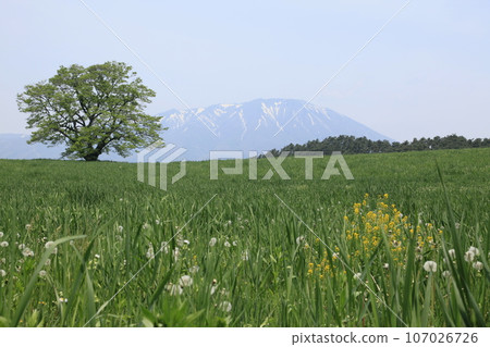 岩手山的一棵櫻花和小山的農場的雪 107026726