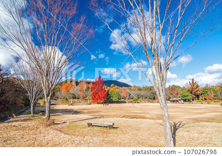 三重縣立森林“大風樹/紅色聖誕樹” 三重縣立森林“大風樹/紅色聖誕樹” 107026798