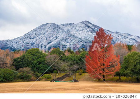 Mie Prefectural Forest in early winter “Large Fuu tree/Red Christmas tree” Mie Prefectural Forest in early winter “Large Fuu tree/Red Christmas tree” 107026847