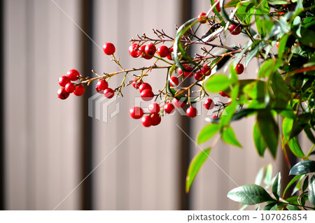 南部天空的紅色果子 107026854