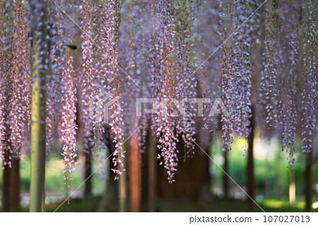 ashikago flower park, is one of biggest flower park in eastern Japan, famous with wisteria gardening ashikago flower park, is one of biggest flower park in eastern Japan, famous with wisteria gardening 107027013