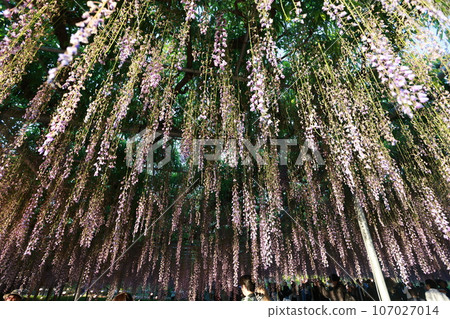 ashikago flower park, is one of biggest flower park in eastern Japan, famous with wisteria gardening ashikago flower park, is one of biggest flower park in eastern Japan, famous with wisteria gardening 107027014