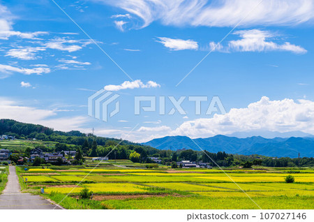 Matsumoto City: When the rice ripens Matsumoto City: When the rice ripens 107027146