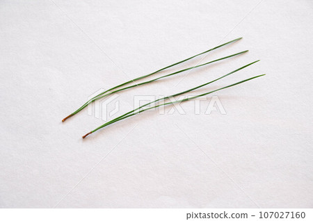 needle-shaped pine needles needle-shaped pine needles 107027160