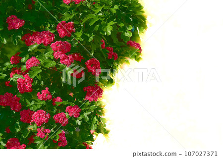 Shrub with bright red quince flowers Chaenomeles speciosa, space for text Shrub with bright red quince flowers Chaenomeles speciosa, space for text 107027371