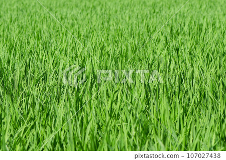 Rice growing 107027438