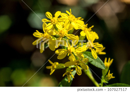 黃花 黃花 107027517