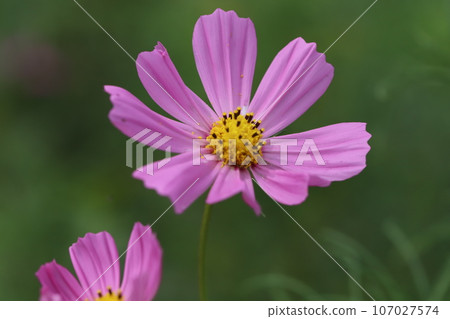 Pink cosmos flowers blooming in the autumn fields Pink cosmos flowers blooming in the autumn fields 107027574