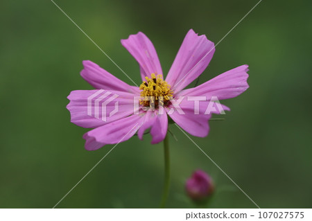 Pink cosmos flowers blooming in the autumn fields Pink cosmos flowers blooming in the autumn fields 107027575