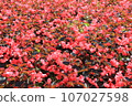 Begonia whopper/clump 107027598