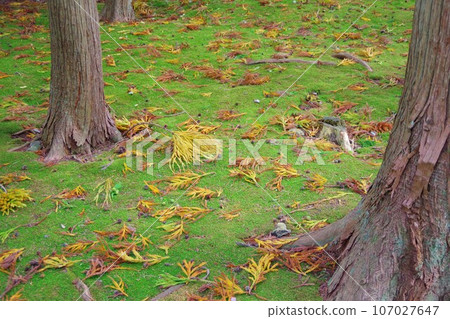 黃色的雪松葉落在長滿青苔的地面上 107027647