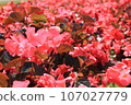 Begonia whopper/clump 107027779