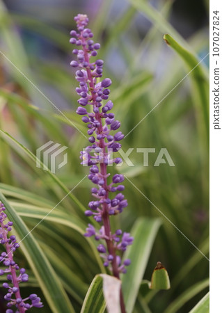 Purple flowers of purple filliabran blooming in the summer garden 107027824