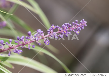Purple flowers of purple filliabran blooming in the summer garden 107027827