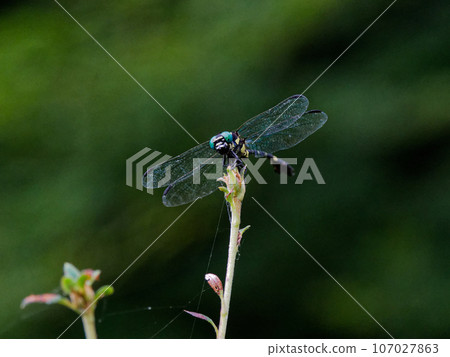 A stationary dragonfly (Formosan prickly pear)♂ A stationary dragonfly (Formosan prickly pear)♂ 107027863