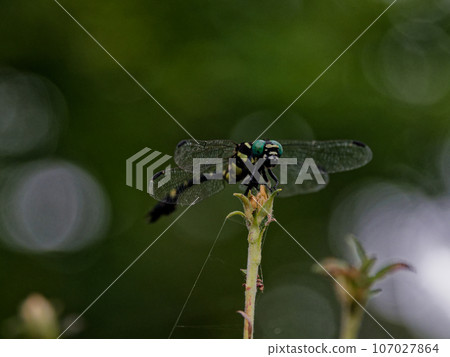 A stationary dragonfly (Formosan prickly pear)♂ A stationary dragonfly (Formosan prickly pear)♂ 107027864