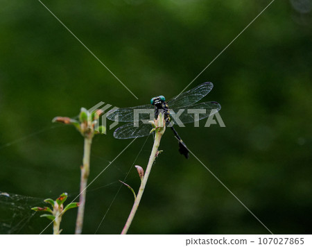 靜止的蜻蜓（台灣仙人掌）♂ 107027865