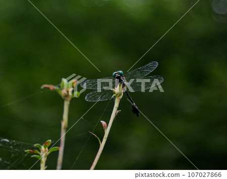 靜止的蜻蜓（台灣仙人掌）♂ 107027866