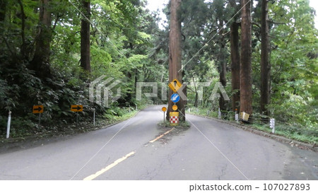 I was surprised to see a tree in the middle of the road. I was surprised to see a tree in the middle of the road. 107027893