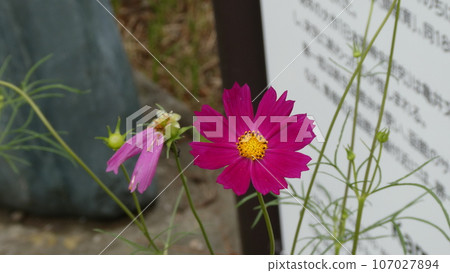 美麗的紅色波斯菊。 107027894