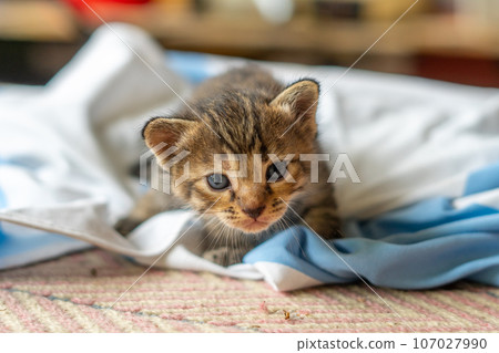 little kitten isolated on white background 107027990