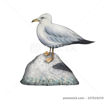 Hand drawn seagull sitting on a stone, sea collection, watercolor illustration 107028259
