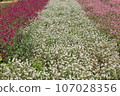 Sennichikou (Crunchyfolia)/Clusters of white, pink, and purple flowers 107028356