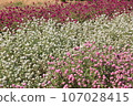 Sennichikou (Crunchyfolia)/Clusters of white, pink, and purple flowers 107028415