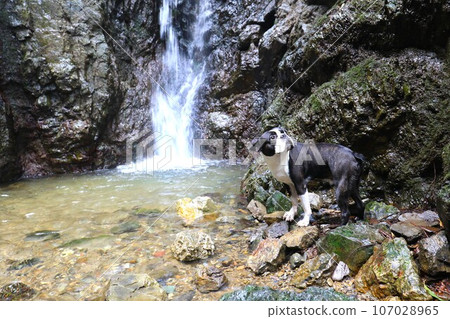 Mighty, a Boston terrier, looks up at the valley at the waterside of Shishigataki Falls, surrounded by forest rock walls in Moroyama Town ♡ 107028965