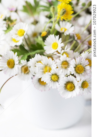 Close up of Wild daisy flowers 107029023