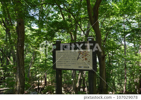 Bonooriyama Iroha Kaede sign 107029078