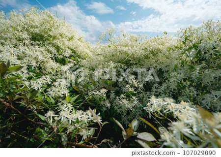 藍天和盛開的睡蓮 107029090