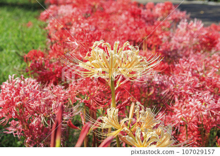 Mami Hillside Park, cluster amaryllis in full bloom Mami Hillside Park, cluster amaryllis in full bloom 107029157