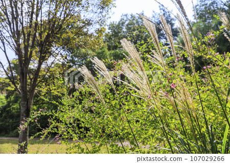 Umamikyuryo 公園秋季形象 Umamikyuryo 公園秋季形象 107029266