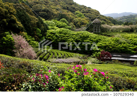 Green landscape of the tea plantation at Keishuen, a tourist spot in Takeo City, Saga Prefecture Green landscape of the tea plantation at Keishuen, a tourist spot in Takeo City, Saga Prefecture 107029340