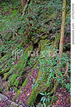 Yakusugi virgin forest, Jomonsugi trekking course Yakusugi virgin forest, Jomonsugi trekking course 107029348