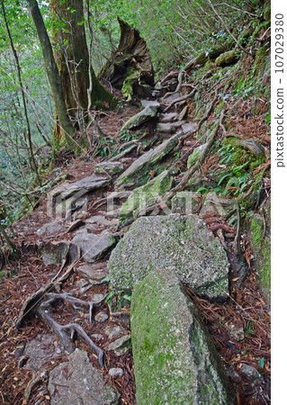 Yakusugi virgin forest, Jomonsugi trekking course 107029380