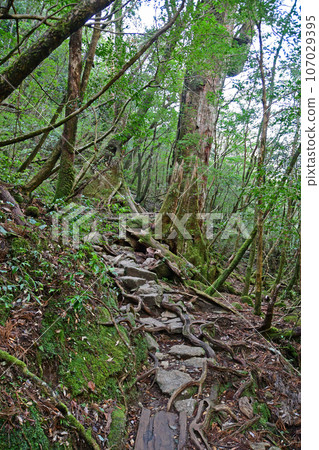 Yakusugi virgin forest, Jomonsugi trekking course Yakusugi virgin forest, Jomonsugi trekking course 107029395