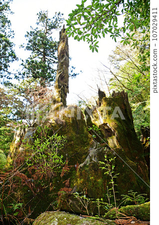 Yakusugi virgin forest, Jomonsugi trekking course Yakusugi virgin forest, Jomonsugi trekking course 107029411