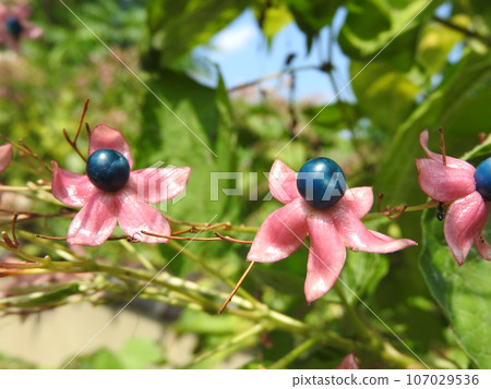 Rabbit fruit 107029536