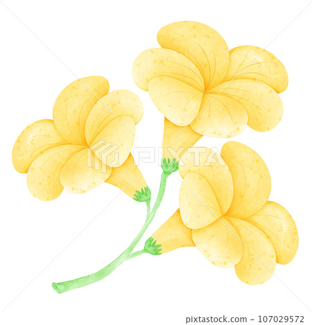 Watercolor Flower, Hand draw, Color ful Watercolor Flower, Hand draw, Color ful 107029572
