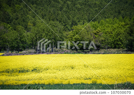 Spring rapeseed flower field Spring rapeseed flower field 107030070