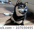 Black Shiba Inu 107030495