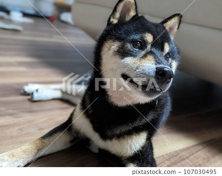 Black Shiba Inu 107030495