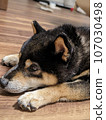 Black Shiba Inu 107030498