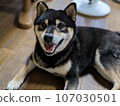 Black Shiba Inu 107030501