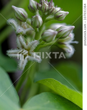 蘿藦科、夾竹桃科的白花 蘿藦科、夾竹桃科的白花 107031364
