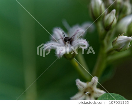 蘿藦科、夾竹桃科的白花 蘿藦科、夾竹桃科的白花 107031365