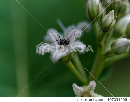 蘿藦科、夾竹桃科的白花 蘿藦科、夾竹桃科的白花 107031366